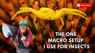 Thumbnail: The ONE macro setup I use for insects