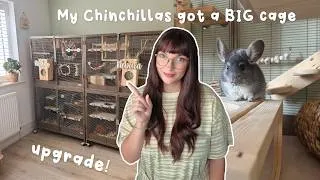 Thumbnail: Giving my Chinchillas a BIG cage upgrade
