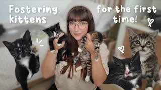 Thumbnail: I'm fostering kittens for the first time!