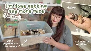 Thumbnail: I'm done getting any more mice (for now!) | VLOG