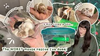 Thumbnail: This is the WORST mouse rescue I've done so far | VLOG