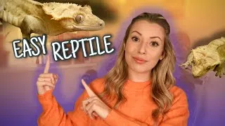 Thumbnail: Watch This Before Getting A Crested Gecko!