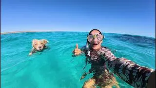 Thumbnail: Taking my dog snorkelling on the NINGALOO REEF (van life Australia)