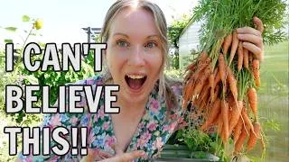 Thumbnail: I CAN'T BELIEVE THIS! / WHAT AN INCREDIBLE ALLOTMENT HARVEST