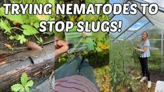 Thumbnail: TRYING NEMATODES FOR SLUG DEFENCE / Plus, HUGE carrots and potato harvest!!