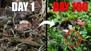 Thumbnail: I Put a Queen Ant in a Meadow for 100 Days