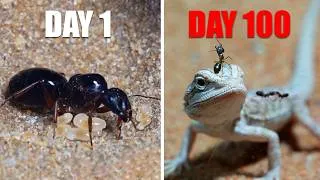 Thumbnail: Simulating an Ant Colony for 100 Days in the Desert