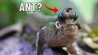 Thumbnail: I Put an Ant Queen in a Mudskipper Swamp for 100 Days 🐜
