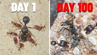 Thumbnail: 1,000 Ants vs. 1,000 Ants 🐜 I Put Two Ant Colonies in One Tank