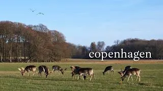 Thumbnail: copenhagen | pastries, coffee, deer park, cherry blossom