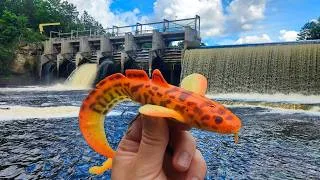 Thumbnail: 2 Days of Amazing MUSKY Fishing!