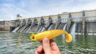 Thumbnail: Multi-Species Slayfest at the Dam!