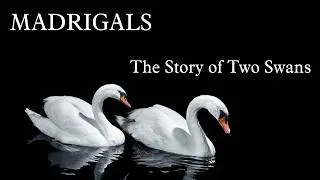 Thumbnail: Madrigals - A tale of two Swans
