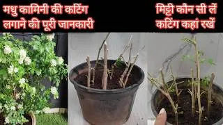 Thumbnail: मधु कामिनी की कटिंग लगाने का सही तरीका कटिंग खराब नहीं होगी | Madhu Kamini ki cutting kaise lagae