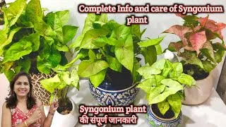 Thumbnail: हरा भरा और घना सिंगोनियम | Leaf curl problem | propagation | How to care Syngonium plant | Syngonium