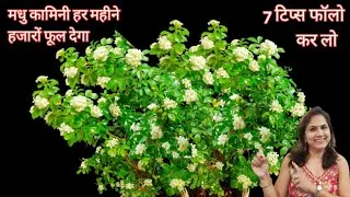 Thumbnail: Madhu kamini par phool nahi aa rahe? | How to get flowers in madhu kamini | Madhu kamini flowers |