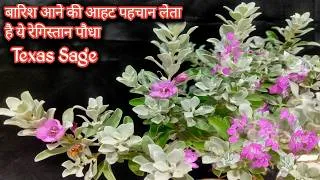 Thumbnail: बारिश आने का सूचक है ये पौधा | texas sage plant | lavender flowers | rainy flowers | Texas plant | 
