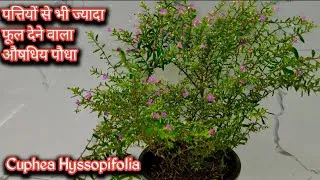 Thumbnail: छोटे से गमले में पूरे साल फूल देगा ये परमानेंट पौधा | lavender flowers plant | Cuphea hyssopifolia |