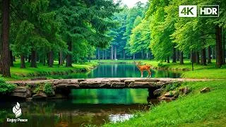 Thumbnail: Restores The Nervous System 🌿 Stop Overthinking, Stress Relief Music, Sleep Music