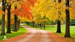 Thumbnail: Autumn Serenity 🍁 Calm Your Mind in Nature with Relaxing Piano Music