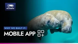 Thumbnail: Collect Your Field Data, Collaborate, Learn — All in One App | 🌊eOceans®📱