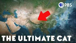 Thumbnail: How the Tibetan Plateau Created the Ultimate Cat
