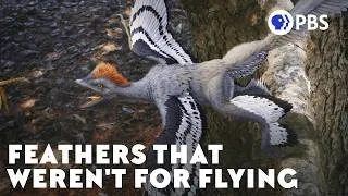 Thumbnail: The Terrifying Reason Flightless Dinosaurs Grew Feathers