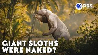 Thumbnail: Humanity Has Amnesia About Giant Sloths