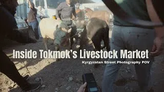 Thumbnail: A Morning at Tokmok’s Livestock Market, Kyrgyzstan - ft. Uroš Bogovič