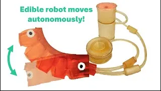 Thumbnail: Edible Pneumatic Battery for Sustained and Repeated Robot Actuation
