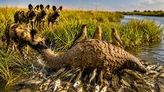 Thumbnail: Fish and Oxpeckers Save a Tick-Infested Pangolin | Nature’s Cleanup Crew 