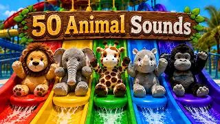 Thumbnail: 50 Wild Animals🦁🐯🐘💦 Learn at the Water Slide with Toys | Cute Animal sounds for kids | Learn animals