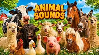 Thumbnail: Animal sound for kids 🐄🐷🐔 Cute Animal Sound Learn Farm Animals