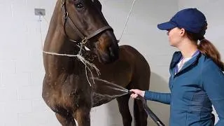 Thumbnail: How to Bathe Your Horse for a Show