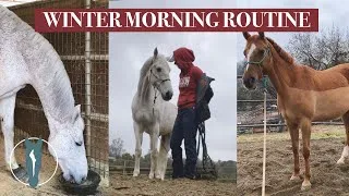 Thumbnail: EQUESTRIAN WINTER MORNING ROUTINE | Rainy Day at the Barn | Equitation Station