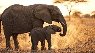 Thumbnail: elephants mother with baby