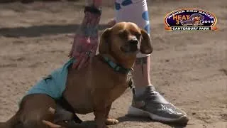 Thumbnail: Canterbury Park Wiener Dogs & Donuts 2019 Full Race