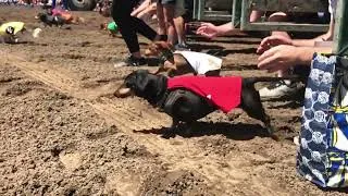 Thumbnail: Canterbury Park Wiener Dogs & Donuts