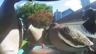 Thumbnail: Feeding frenzy!