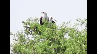 Thumbnail: The Call of Africa | Fish Eagle Pair Calling to Each Other & Female Landing Next to Male