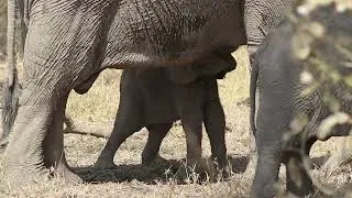 Thumbnail: Tiny Elephant Screams when Kept from Suckling