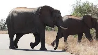 Thumbnail: Elephant Herd Crossing the Road - Kruger National Park