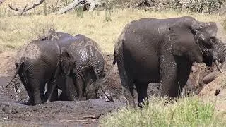 Thumbnail: Elephants Vigorously Splashing during Mud Bath