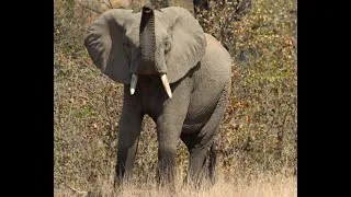 Thumbnail: Agitated Elephant Bull