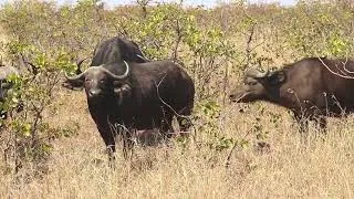 Thumbnail: Buffalo Breeding Herd | Very Young Calf