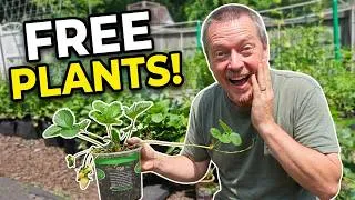 Thumbnail: Free Strawberry Plants Using This Simple Runner Technique!