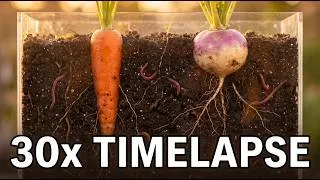 Thumbnail: 10 Hours of Plants & Worms Compressed - See the Magic Happen at 30x Speed!