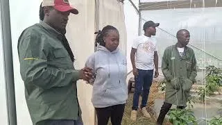 Thumbnail: 🌿🍅 Inside Our Naivasha Tomato Greenhouse | Hybrid Farming in Action 🚜