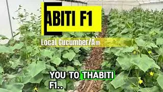 Thumbnail: 🥒 THABITI F1 – High Yield Local Cucumber Variety for Kenyan Farmers 🌱🚜