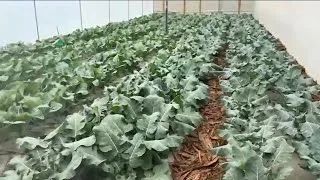 Thumbnail: 🥦 TEACHY TUESDAY from Our Naivasha Demo Farm! 🌱